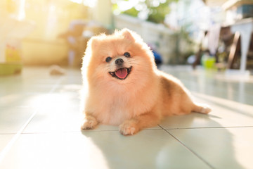 pomeranian spitz smiling watch the evening sun.