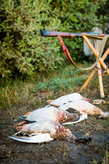 Fototapeta premium Dead ducks and hunting weapons. Trophy lying on the grass.