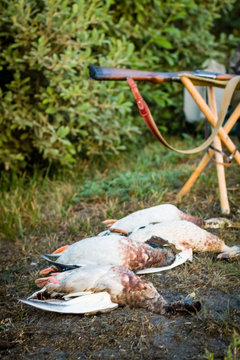 Dead ducks and hunting weapons. Trophy lying on the grass.