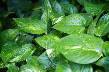Wet Pothos (Scindapsus) - creeping poisonous plant