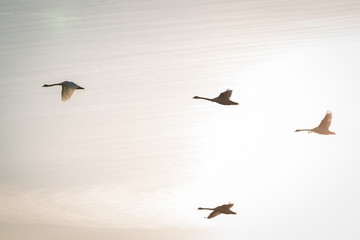 Fototapeta premium Flying swans in morning light tone.