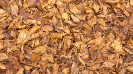 Texture or background - forest soil with brown leaves.