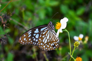 butterfly and flower
