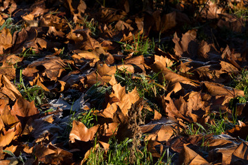 Herbst in einem Park