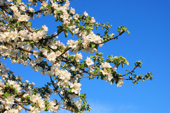 Apple blossoms over blue sky background. Spring background.