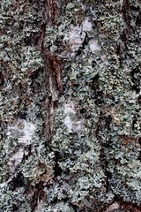 Winter moss