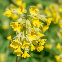 Obraz na płótnie Canvas Flowers Primula yellow