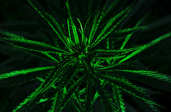 marijuana leaf closeup. cannabis.