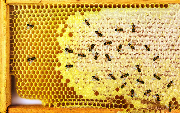 Bees and  honeycomb close-up.