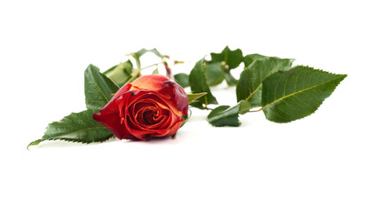 Single rose isolated lying over the white surface