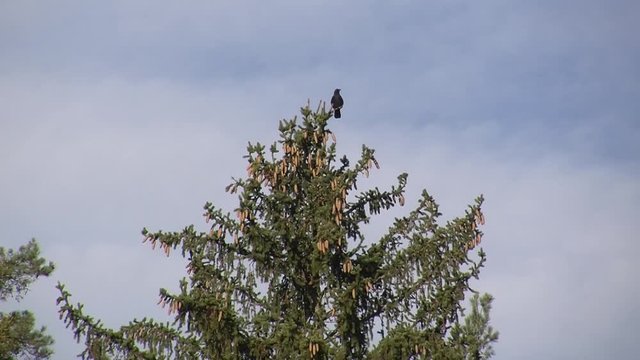 Auf der Spitze der Fichte hat die Kr&auml;he einen phantastischen &Uuml;berblick