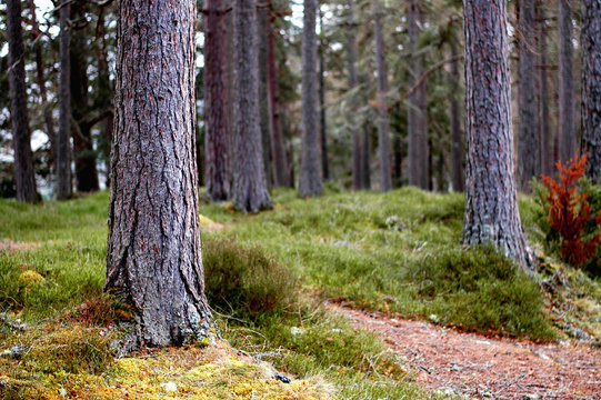 Scot's Pine forest- peering through the young trunks