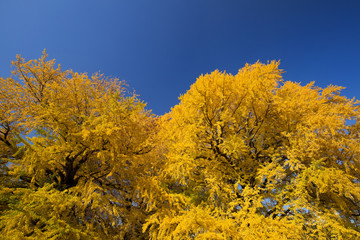 黄葉したイチョウ