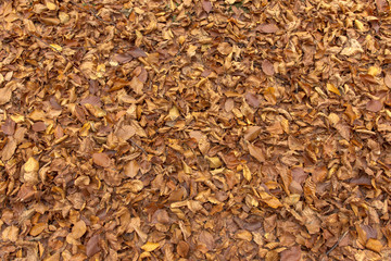 Texture or background - forest soil with brown leaves.
