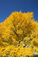 黄葉したイチョウ