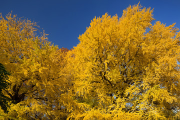 黄葉したイチョウ