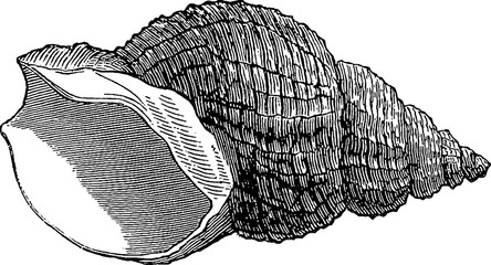 Vintage image sea shell