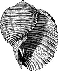 Vintage image sea shell