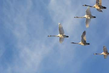 Swans flying over against a blue sky. The birds are heading south for the winter.