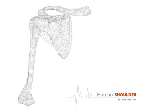 3d Illustration on Human Anatomy, Shoulder Isolated Background