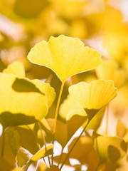 黄葉したイチョウ