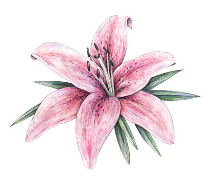Pink lily flowers isolated on white background. Watercolor handwork illustration. Drawing of blooming lily with green leaves