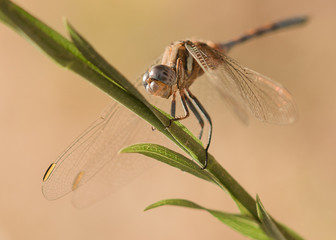 Braune Libelle auf Grashalm