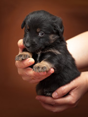 Hands holding cute puppy