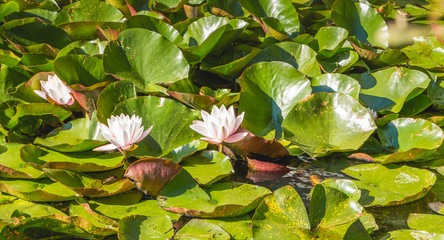 white water lily in flower