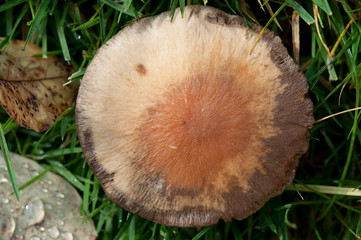 Pilze suchen, finden und erkennen