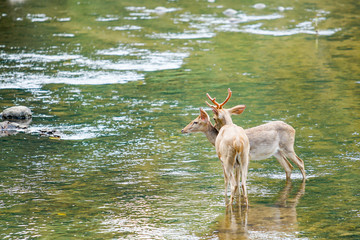 deer in the nature in thailand