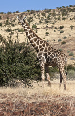 Naklejka na ściany i meble Giraffe - Giraffa camelopardalis - Namibia
