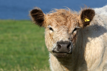 Portrait eines Galloway-Rinds