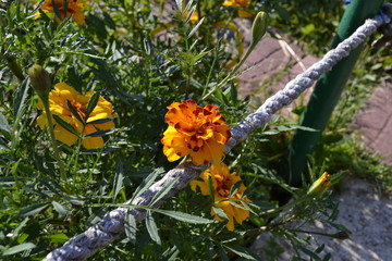 Цветы в саду вечером