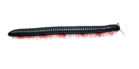 Red legged black millipede from Madagascar isolated on white background