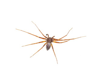 Philodromus spider isolated on white background