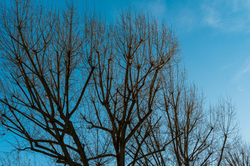 crown trees. bottom View with blue sky