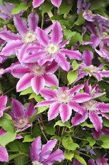 Pink and white striped clematis flowers