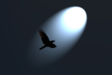 Black Raven in Spotlight