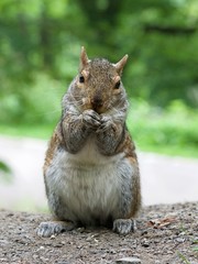 Squirrel looking straight to the camera in green background.Wild squirrel in the forest in natural background