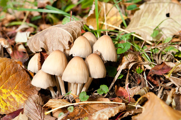 Pilze suchen, finden und erkennen