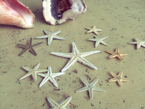 Starfish & Shells 