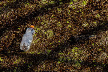Fototapeta premium Plastic bottles waste floating on surface of polluted river or lake