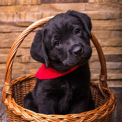 Labrador retriever puppy, dogs, black at the wooden background