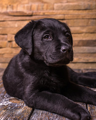 Labrador retriever puppy, dogs, black at the wooden background