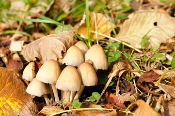 Pilze suchen, finden und erkennen