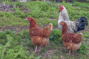 two chickens and a rooster