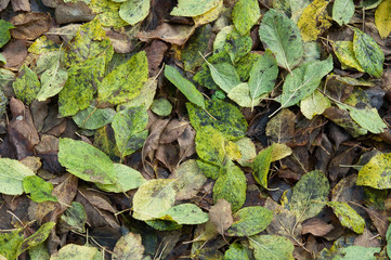 Herbst Canvas - Laub überall 
