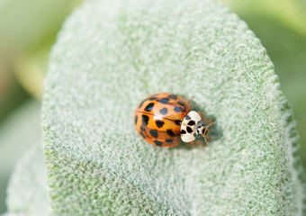 Marienkäfer auf dem Blatt