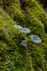 Hojas de Umbilicus Rupestris entre Musgos